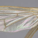 Image of Cordilura glabra Loew 1870
