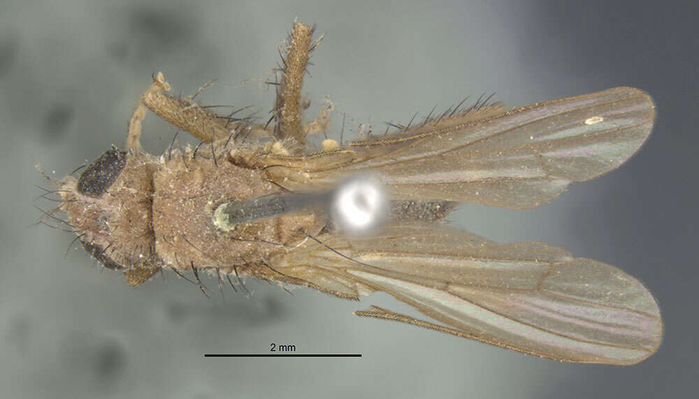 Image of Cordilura fuscipes Zetterstedt 1838