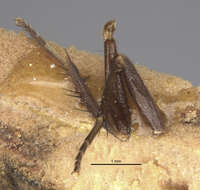 Image of Cordilura carbonaria (Walker 1849)