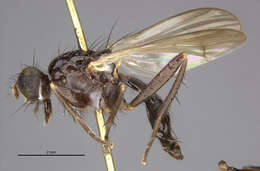 Image of Cordilura carbonaria (Walker 1849)