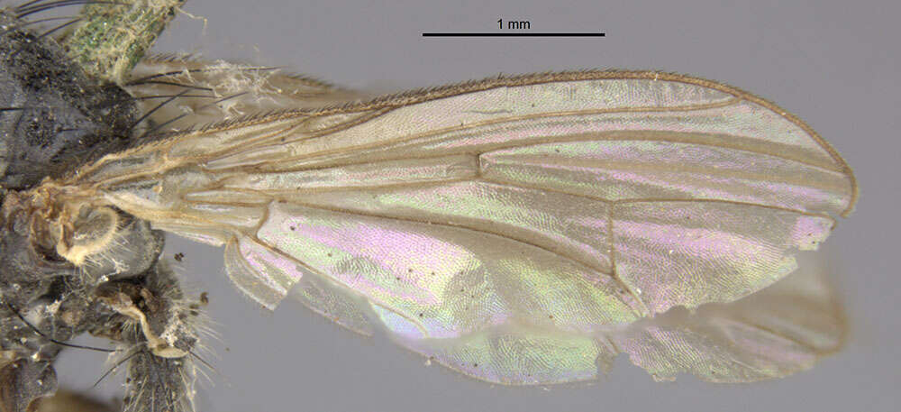 Image of Cordilura fuscipes Zetterstedt 1838