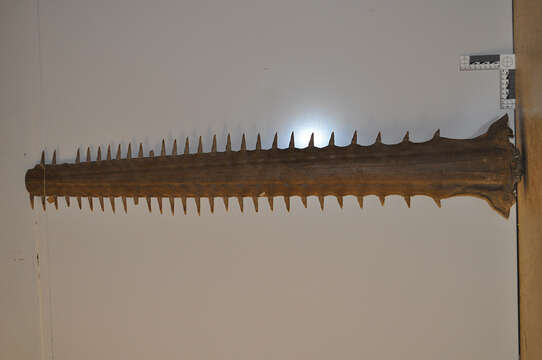 Image of Smalltooth Sawfish