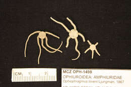 Image of Ophiocnida loveni (Ljungman 1867)