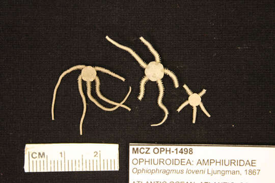 Image of Ophiocnida Lyman 1865