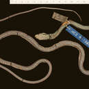 Image of Leptophis ahaetulla chocoensis Oliver 1942