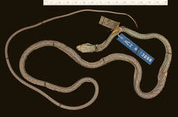 صورة Leptophis ahaetulla chocoensis Oliver 1942