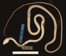 صورة Leptophis ahaetulla chocoensis Oliver 1942