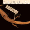 Image of Yellow Skink