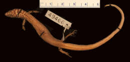 Image de <i>Amphiglossus ardouini</i>