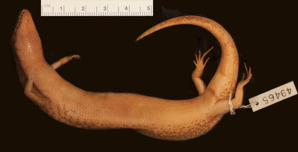 Image de <i>Amphiglossus ardouini</i>