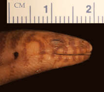 Image de <i>Amphiglossus ardouini</i>