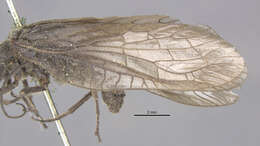 Image of dobsonflies, fishflies, and alderflies