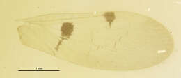 Image of Climacia bimaculata Banks 1913