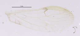 Image of Climacia bimaculata Banks 1913