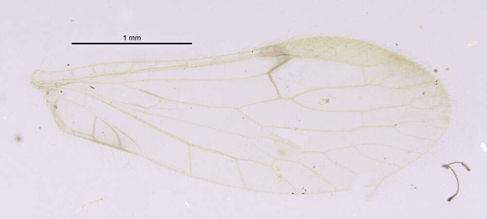 Image of Climacia bimaculata Banks 1913