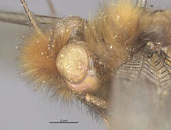 Image of Cordulecerus alopecinus (Burmeister 1839)