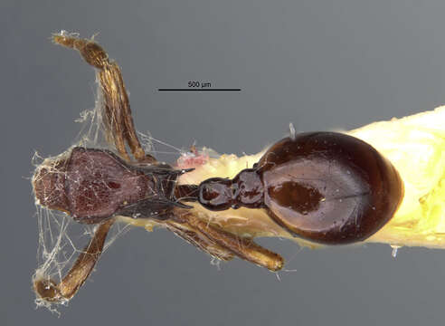 Imagem de Phalacromyrmex