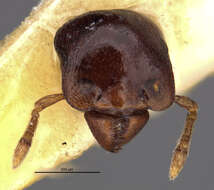 Plancia ëd Phalacromyrmex