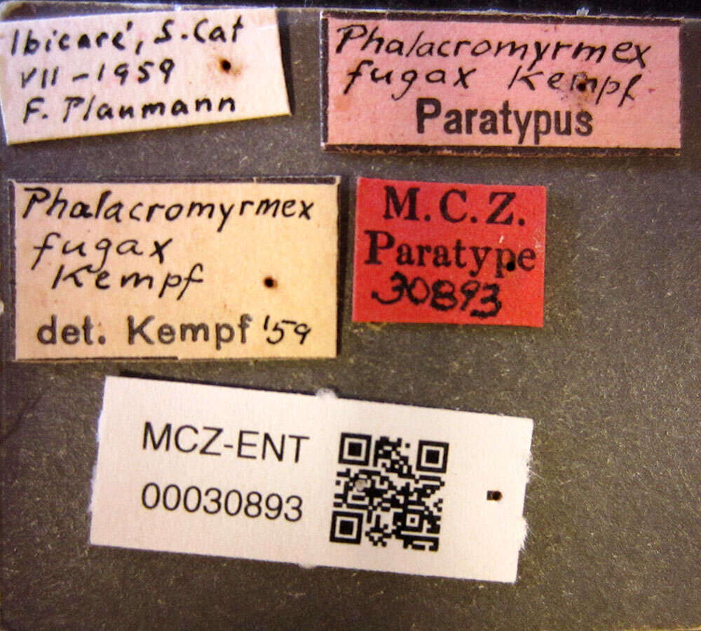 Image of Phalacromyrmex
