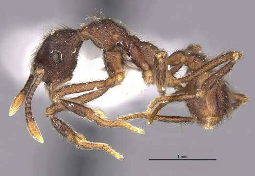 Image de <i>Apterostigma reburrum</i> Lattke 1997