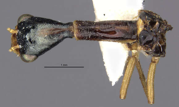 Image of Xanthostigma corsicum (Hagen 1867)