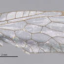 Image of Phaeostigma (Crassoraphidia) cypricum (Hagen 1867)