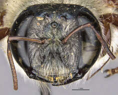 Image of Xylocopa pervirescens Cockerell 1931