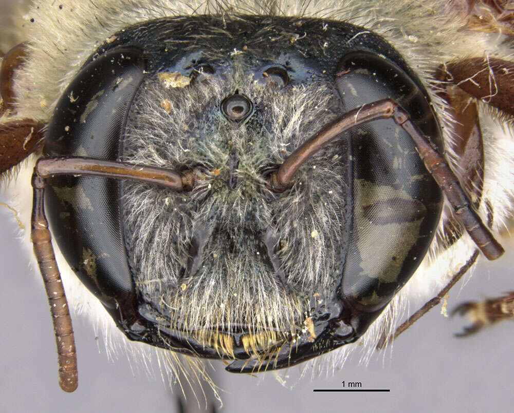 Image of Xylocopa pervirescens Cockerell 1931