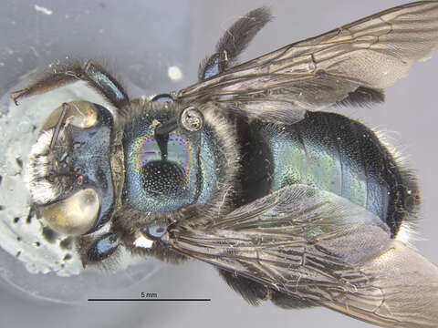 Image of Xylocopa barbatella Cockerell 1931