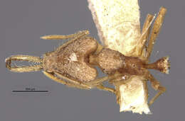 Image of Strumigenys trinidadensis Wheeler 1922