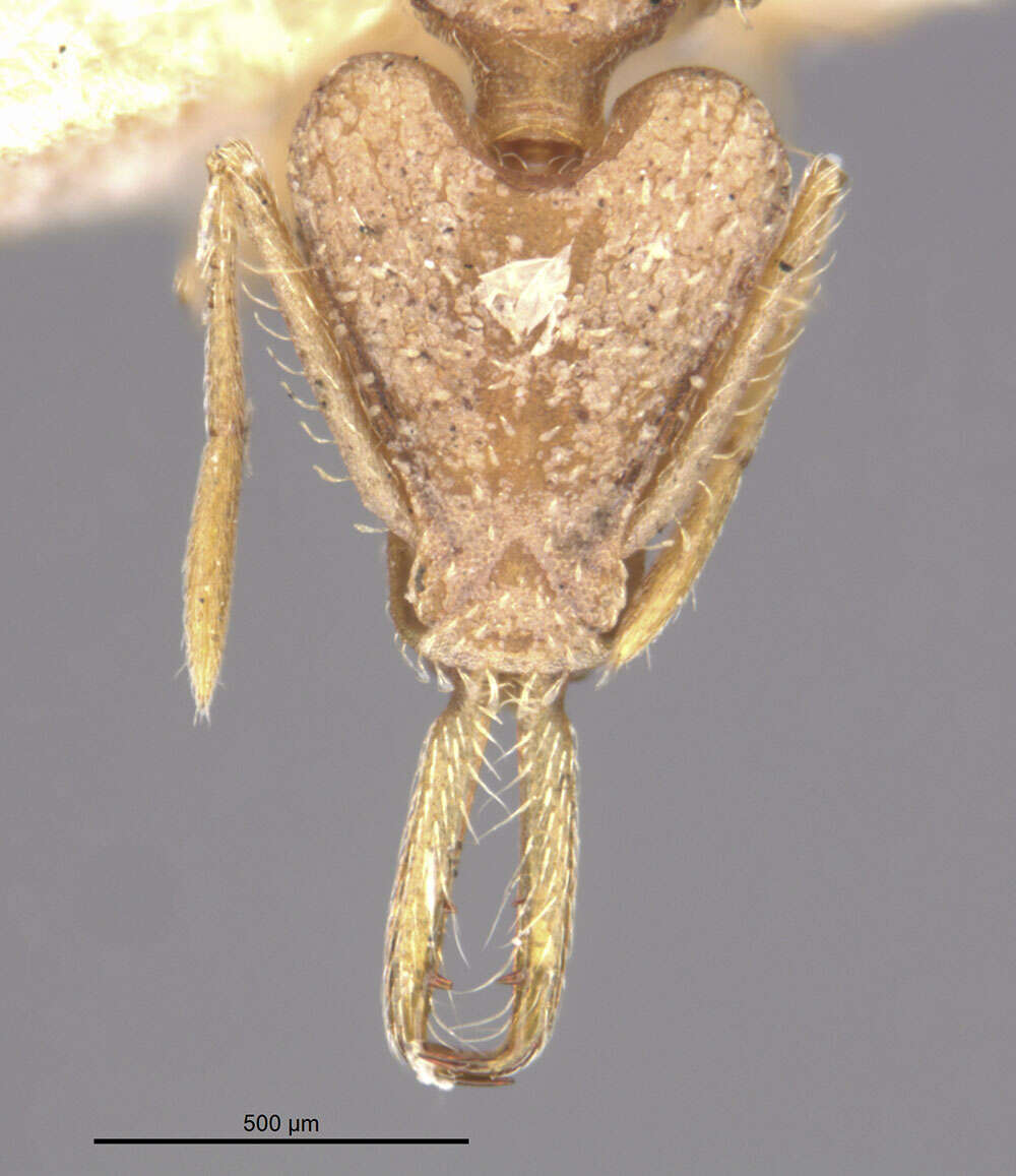 Image of Strumigenys trinidadensis Wheeler 1922