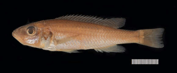 Image of Haplochromis fusiformis Greenwood & Gee 1969