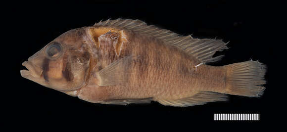 Image of Thoracochromis wingatii (Boulenger 1902)