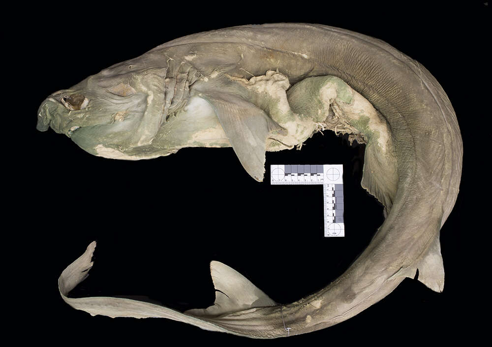 Image of Bluntnose Sixgill Shark