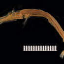 صورة Dolichopteryx anascopa Brauer 1901