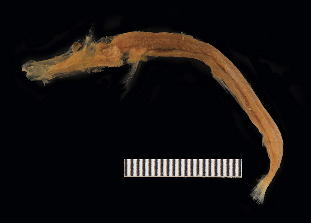 Image of Dolichopteryx anascopa Brauer 1901