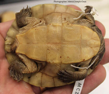 Image of Jardine River Turtle