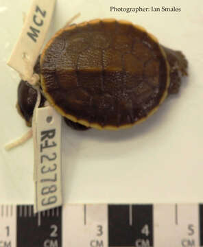 Image of Jardine River Turtle