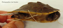 Image of Jardine River Turtle