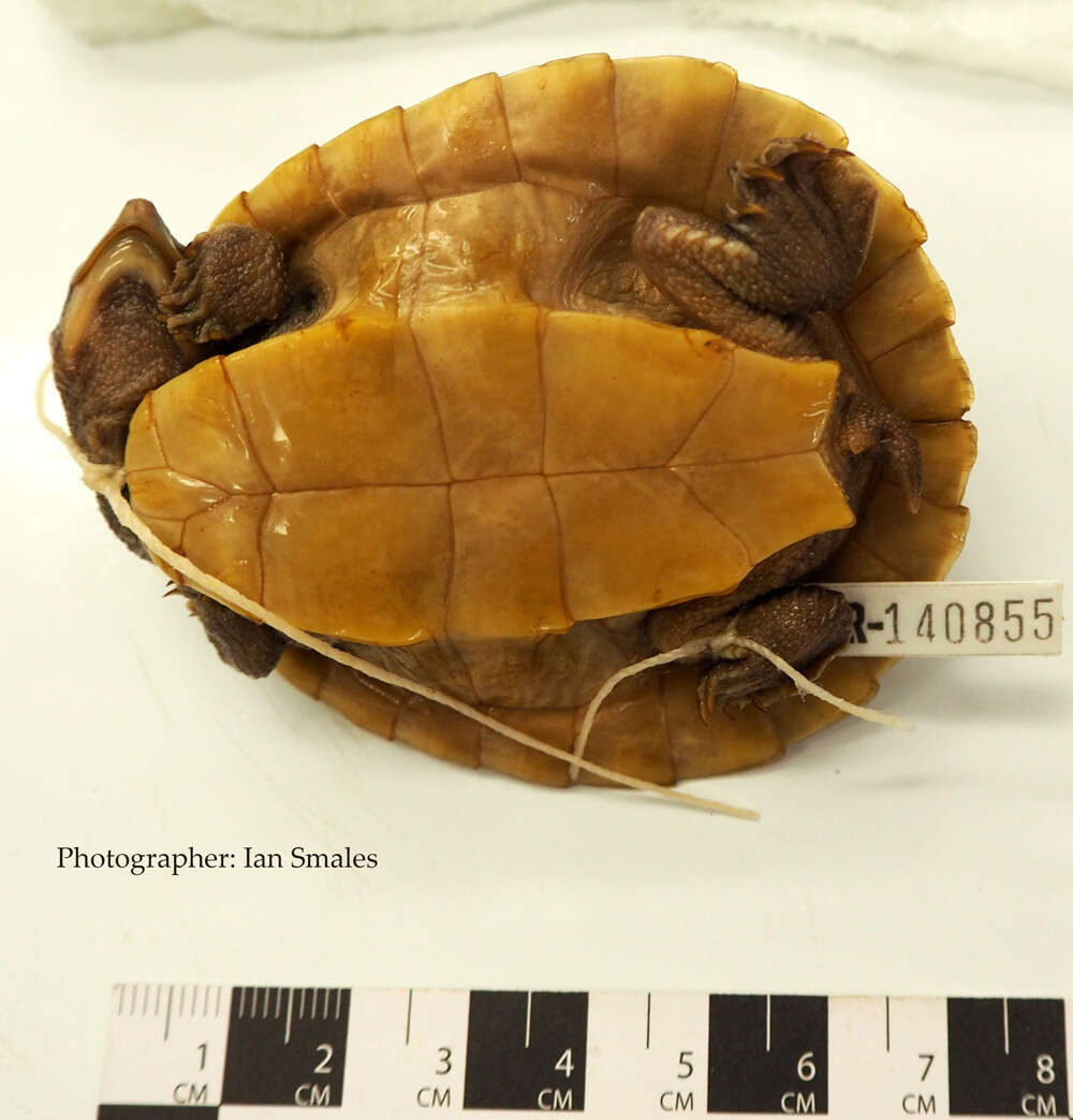 Image of Jardine River Turtle