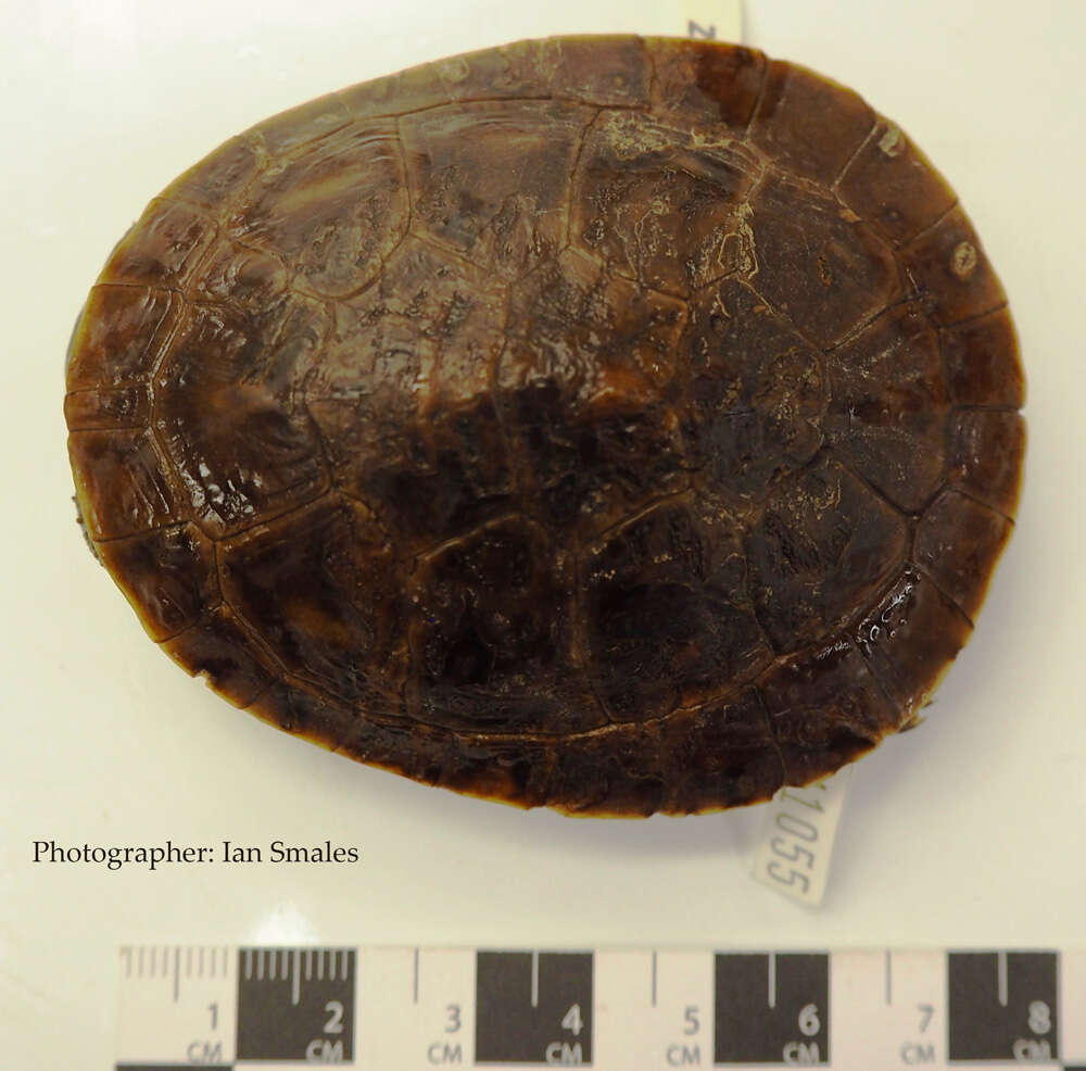 Image of Jardine River Turtle