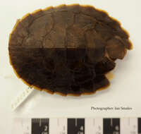 Image of Jardine River Turtle