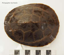 Image of Jardine River Turtle