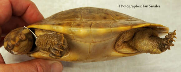 Image of Jardine River Turtle