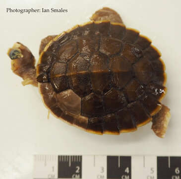 Image of Jardine River Turtle