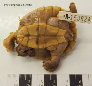 Image of Jardine River Turtle