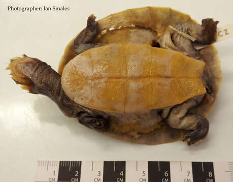 Image of Jardine River Turtle