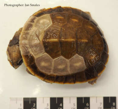 Image of Jardine River Turtle