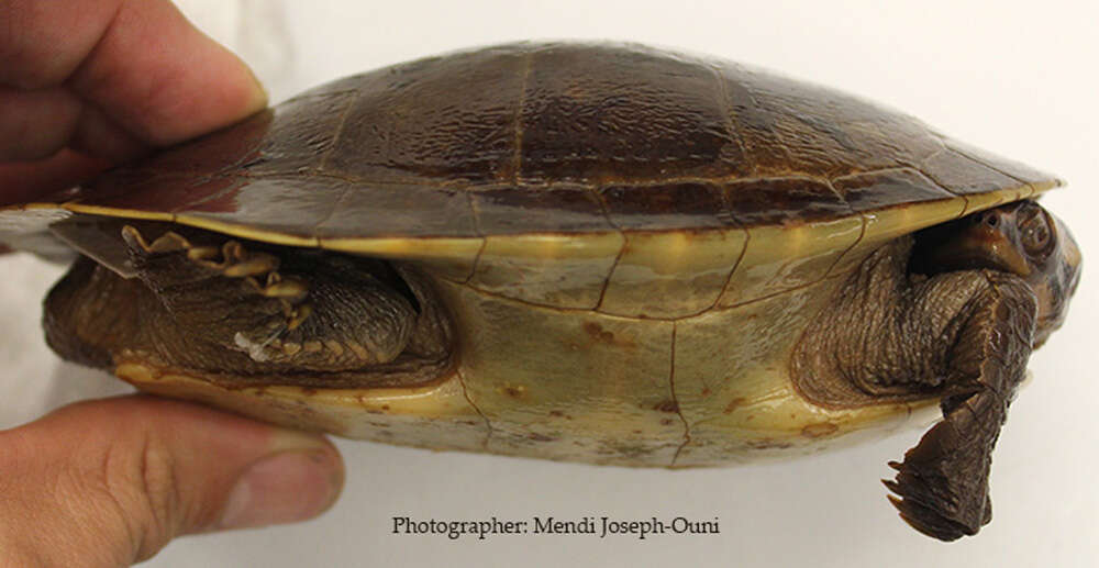 Image of Jardine River Turtle