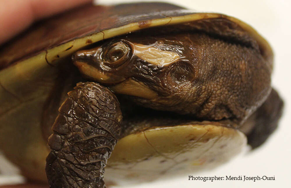 Image of Jardine River Turtle